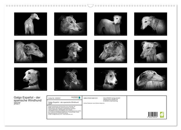 Produktbild: Galgo Espa&ntilde;ol - der spanische Windhund 2027 (Wandkalender 2027 DIN A2 quer), CALVENDO Monatskalender