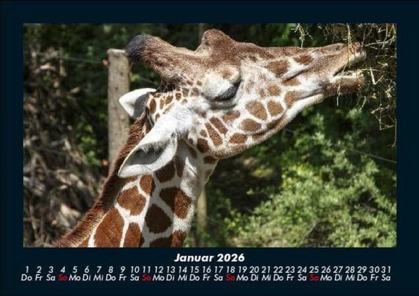 Produktbild: Tierkalender 2026 Fotokalender DIN A5