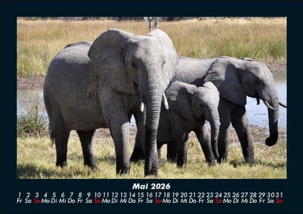 Produktbild: Elefanten 2026 Fotokalender DIN A5