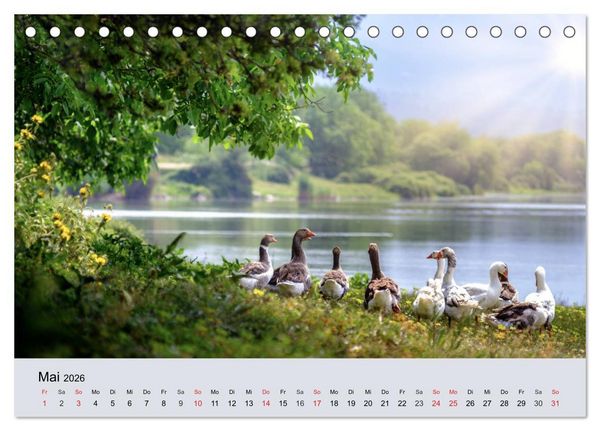 Produktbild: G&auml;nse. Von wegen dumme Gans! (Tischkalender 2026 DIN A5 quer), CALVENDO Monatskalender