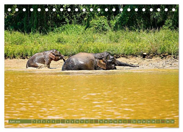 Produktbild: Borneos Zwergelefanten (Tischkalender 2026 DIN A5 quer), CALVENDO Monatskalender