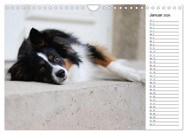 Produktbild: Australian Shepherd Tri Color (Wandkalender 2026 DIN A4 quer), CALVENDO Monatskalender