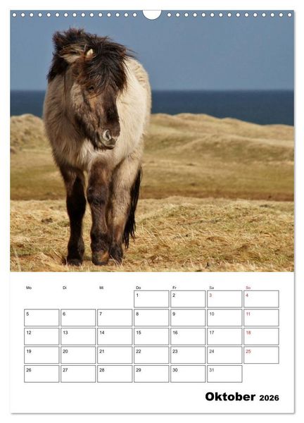 Produktbild: ISLANDPFERDE an der K&uuml;ste von Sn&aelig;fellsnes (Wandkalender 2026 DIN A3 hoch), CALVENDO Monatskalender