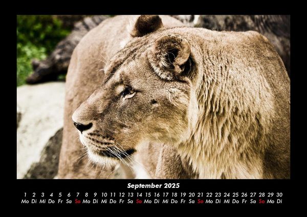 Produktbild: L&ouml;wen in der Wildnis 2025 Fotokalender DIN A3