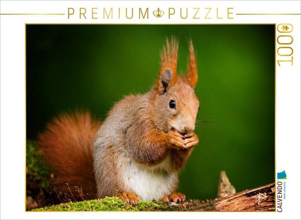 CALVENDO Puzzle Das Eichhörnchen | 1000 Teile Lege-Größe 64x48cm Foto-Puzzle für glückliche Stunden