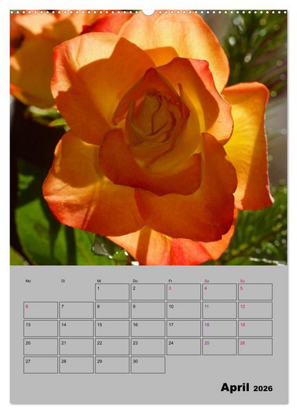 Produktbild: Rosen - Symbol der Liebe und Verehrung (Wandkalender 2026 DIN A2 hoch), CALVENDO Monatskalender