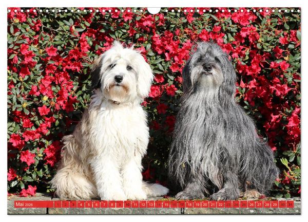 Produktbild: Tibet Terrier Theo (Wandkalender 2026 DIN A3 quer), CALVENDO Monatskalender