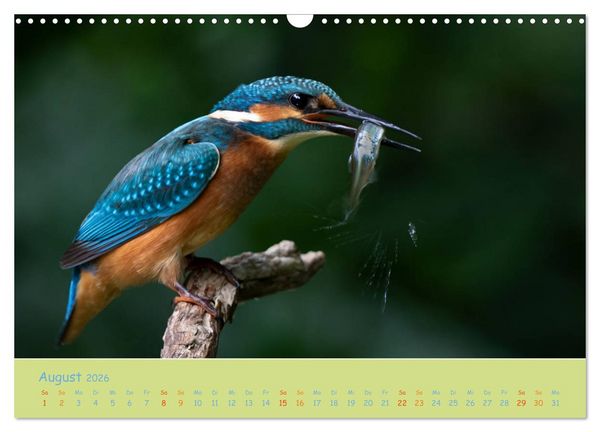 Produktbild: Eisv&ouml;gel, faszinierende kleine Flieger. (Wandkalender 2026 DIN A3 quer), CALVENDO Monatskalender