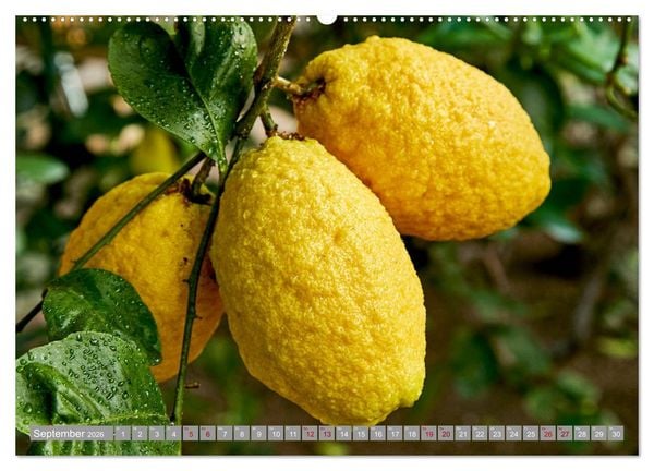 Produktbild: Bio Zitrus Garten (Wandkalender 2026 DIN A2 quer), CALVENDO Monatskalender