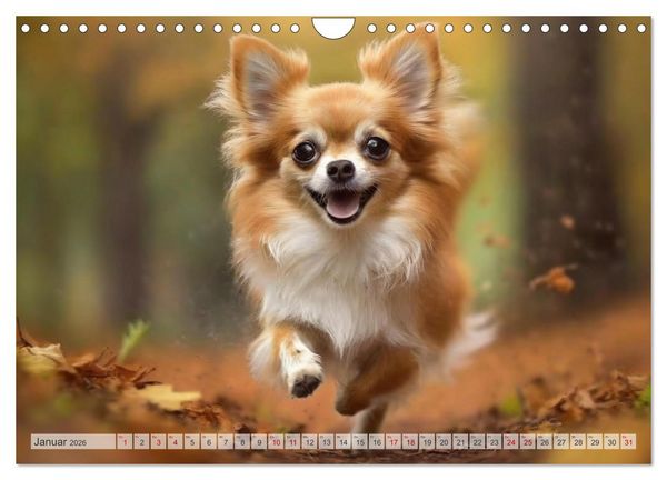 Produktbild: Chihuahuas - Kleine Hunde - gro&szlig;e Temperamentb&uuml;ndel (Wandkalender 2026 DIN A4 quer), CALVENDO Monatskalender