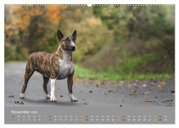 Produktbild: Bullterrier, liebenswerte Sturk&ouml;pfe (hochwertiger Premium Wandkalender 2026 DIN A2 quer), Kunstdruck in Hochglanz