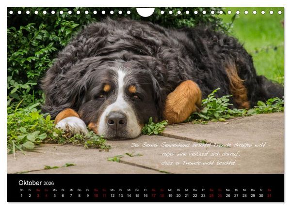 Produktbild: So ist er. Der Berner Sennenhund (Wandkalender 2026 DIN A4 quer), CALVENDO Monatskalender