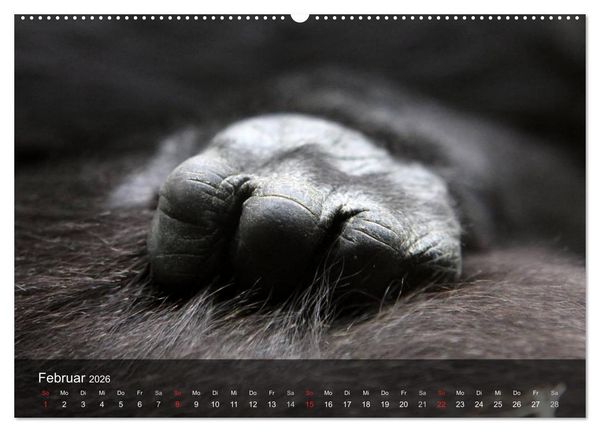 Produktbild: Gorillas. Friedliebende Kraftpakete (hochwertiger Premium Wandkalender 2026 DIN A2 quer), Kunstdruck in Hochglanz