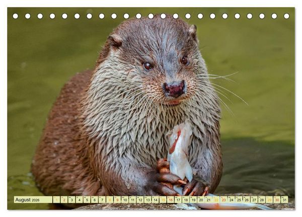 Produktbild: Fischotter - putzige Kerlchen und elegante Schwimmer (Tischkalender 2026 DIN A5 quer), CALVENDO Monatskalender