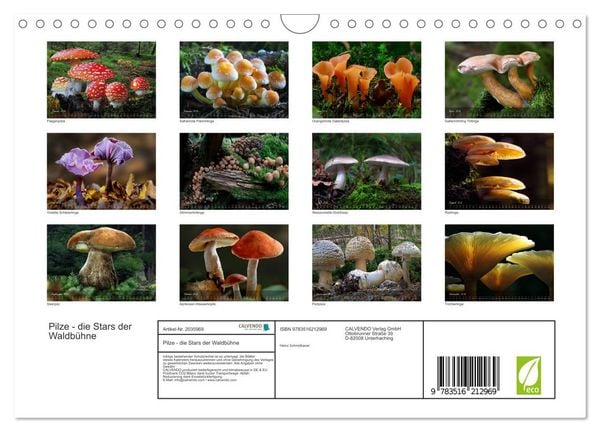 Produktbild: Pilze - die Stars der Waldb&uuml;hne (Wandkalender 2026 DIN A4 quer), CALVENDO Monatskalender