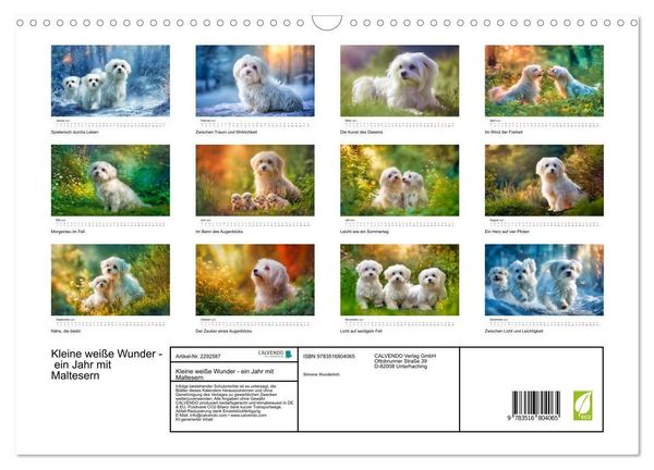 Produktbild: Kleine wei&szlig;e Wunder - ein Jahr mit Maltesern (Wandkalender 2027 DIN A3 quer), CALVENDO Monatskalender