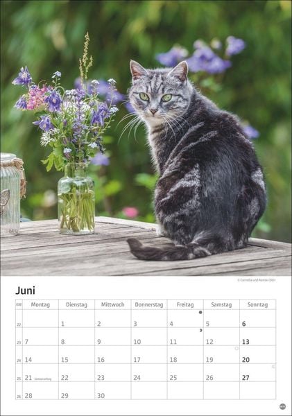 Produktbild: Katzen Kalender 2027