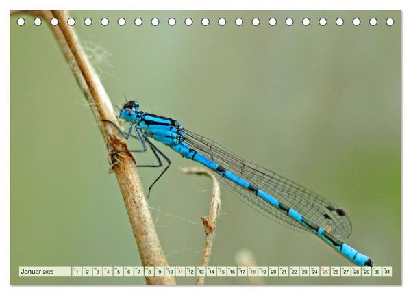 Produktbild: Farbenpracht der Insekten (Tischkalender 2026 DIN A5 quer), CALVENDO Monatskalender