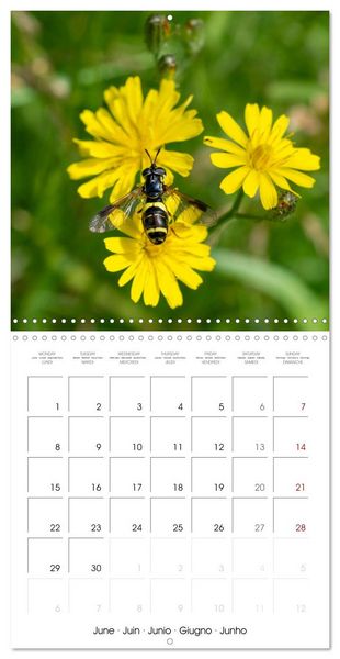 Produktbild: Natural beauty. Close-up insects (Wall Calendar 2026 12 &times; 12 Inch) CALVENDO 12 Month Wall Calendar
