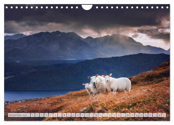 Produktbild: Schafe - Raues Wetter, weiche Wolle (Wandkalender 2026 DIN A4 quer), CALVENDO Monatskalender