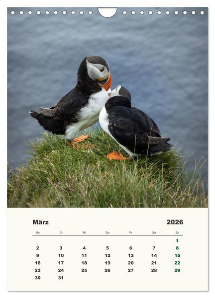 Produktbild: Papageientaucher in Island (Wandkalender 2026 DIN A4 hoch), CALVENDO Monatskalender