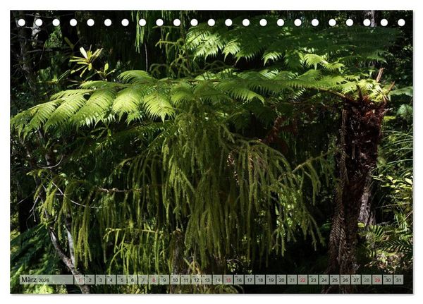 Produktbild: Prim&auml;rwald - Neuseeland (Tischkalender 2026 DIN A5 quer), CALVENDO Monatskalender