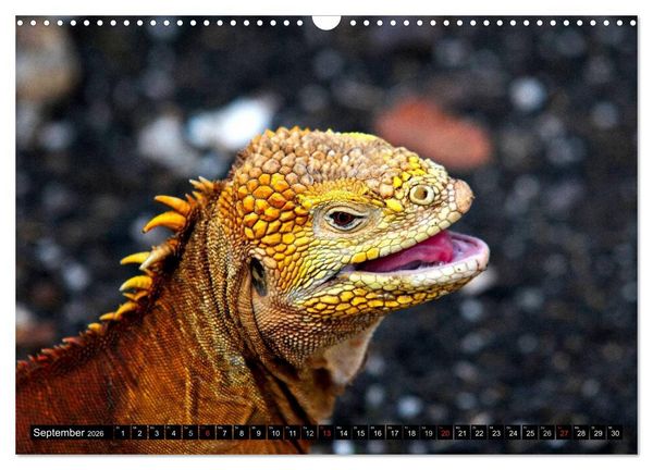 Produktbild: Galapagos Archipel- Faszination Tierwelt (Wandkalender 2026 DIN A3 quer), CALVENDO Monatskalender