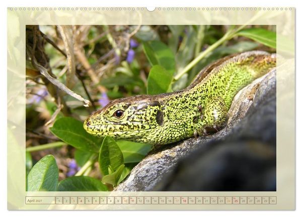 Produktbild: Minisaurier im Garten (hochwertiger Premium Wandkalender 2027 DIN A2 quer), Kunstdruck in Hochglanz