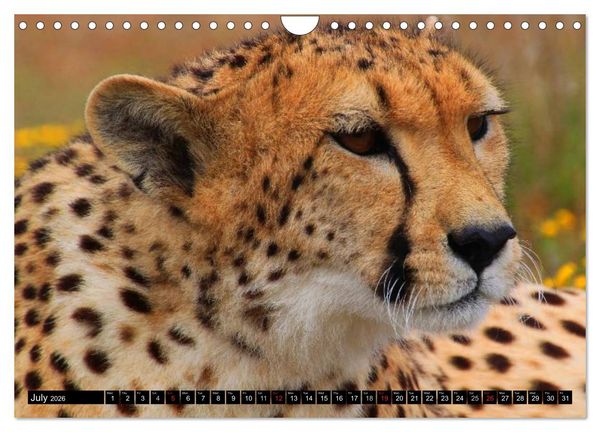 Produktbild: Big Cats &bull; Faces of the most beautiful predators (Wall Calendar 2026 DIN A4 landscape), CALVENDO 12 Month Wall Calendar