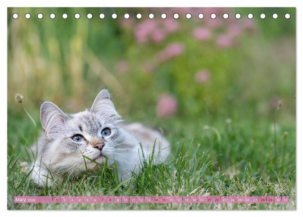 Produktbild: Maui und Molokai - Sibirische Katzenschwestern (Tischkalender 2026 DIN A5 quer), CALVENDO Monatskalender