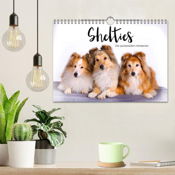 Produktbild: Shelties - Die zuckers&uuml;&szlig;en Vierbeiner. (Wandkalender 2026 DIN A4 quer), CALVENDO Monatskalender