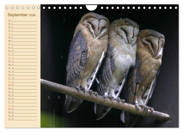 Produktbild: Eulen (Wandkalender 2026 DIN A4 quer), CALVENDO Monatskalender