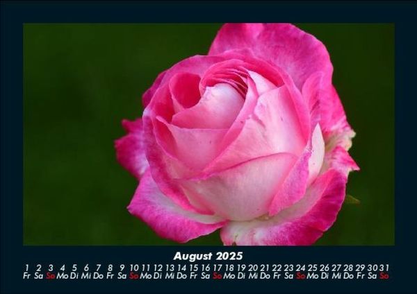 Produktbild: Rosentraum 2025 Fotokalender DIN A5