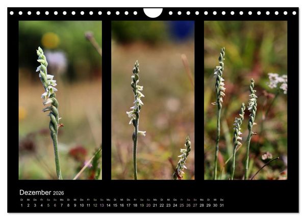 Produktbild: Heimische Orchideen im Dreierpack (Wandkalender 2026 DIN A4 quer), CALVENDO Monatskalender