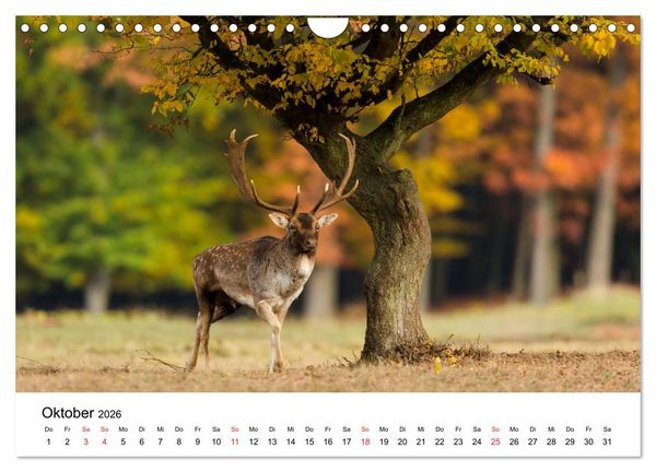 Produktbild: Unsere heimische Tierwelt (Wandkalender 2026 DIN A4 quer), CALVENDO Monatskalender