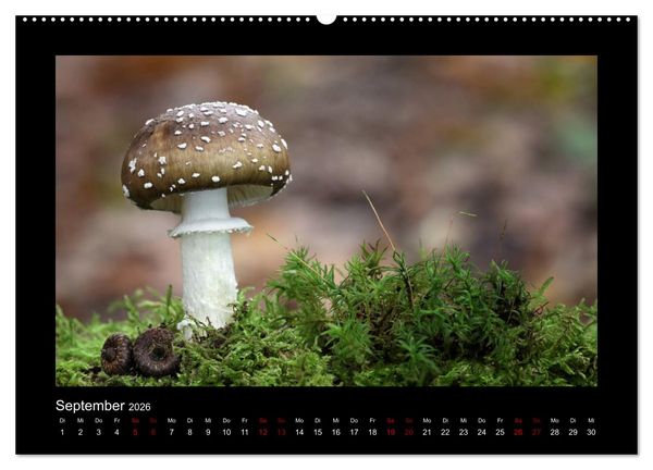 Produktbild: Pilzgalerie - Heimische Pilze aus der Region Rheinland-Pfalz (Wandkalender 2026 DIN A2 quer), CALVENDO Monatskalender