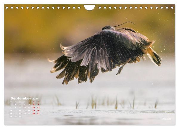 Produktbild: Wattv&ouml;gel an der Friesischen IJsselmeerk&uuml;ste (Wandkalender 2026 DIN A4 quer), CALVENDO Monatskalender