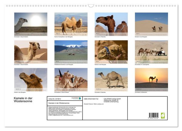 Produktbild: Kamele in der W&uuml;stensonne (Wandkalender 2026 DIN A2 quer), CALVENDO Monatskalender