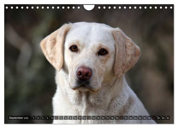 Produktbild: Labrador Retriever - Jagdhund mit Charme (Wandkalender 2026 DIN A4 quer), CALVENDO Monatskalender