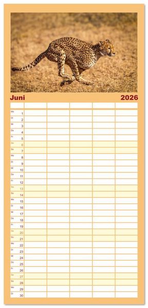 Produktbild: Familienplaner 2026 - Action in der Savanne mit 5 Spalten (Wandkalender, 21 x 45 cm) CALVENDO
