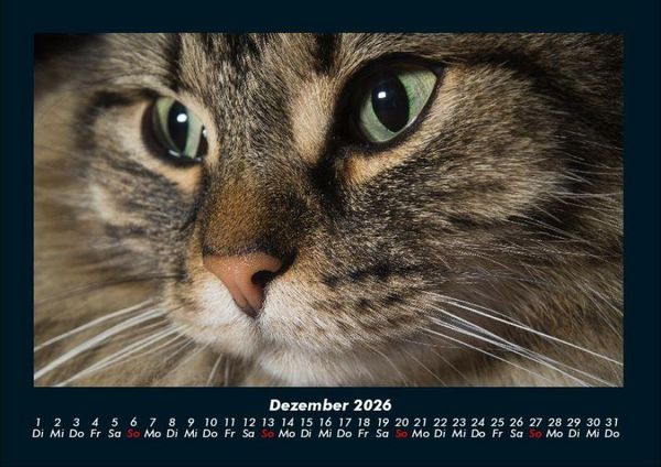Produktbild: F&uuml;r Katzenfreunde 2026 Fotokalender DIN A4