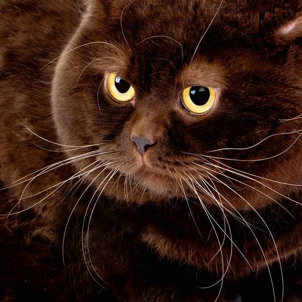 Produktbild: Cool Cats 2027