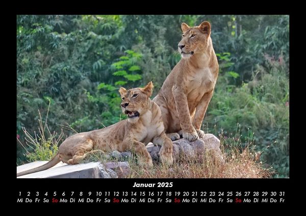 Produktbild: L&ouml;wen in der Wildnis 2025 Fotokalender DIN A3