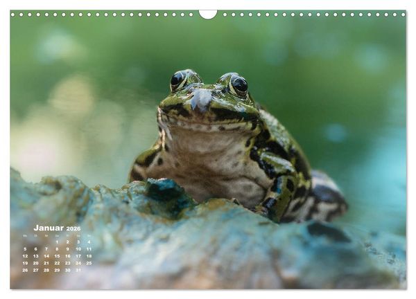 Produktbild: Gl&uuml;ckliche Fr&ouml;sche (Wandkalender 2026 DIN A3 quer), CALVENDO Monatskalender