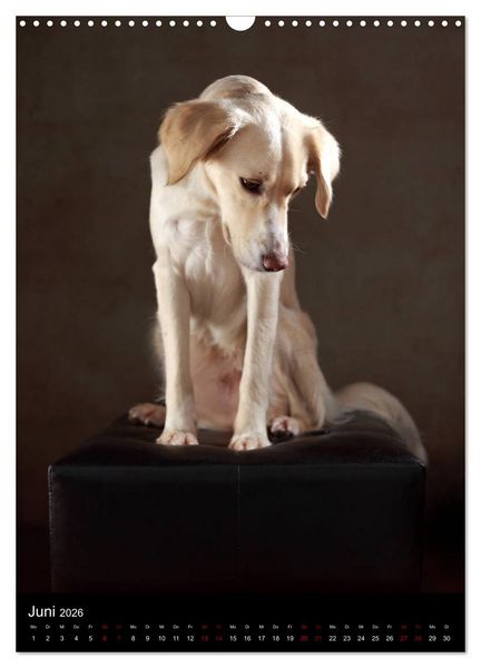 Produktbild: Stille Momente - Die sensible Seite der Hunde (Wandkalender 2026 DIN A3 hoch), CALVENDO Monatskalender
