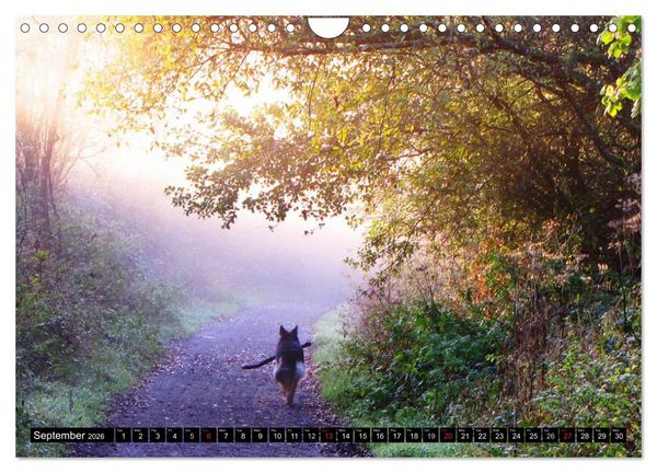 Produktbild: The German Shepherd Longcoat (Wall Calendar 2026 DIN A4 landscape), CALVENDO 12 Month Wall Calendar