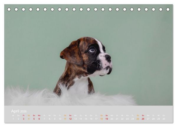 Produktbild: Boxer Welpen einfach zuckers&uuml;&szlig; (Tischkalender 2026 DIN A5 quer), CALVENDO Monatskalender