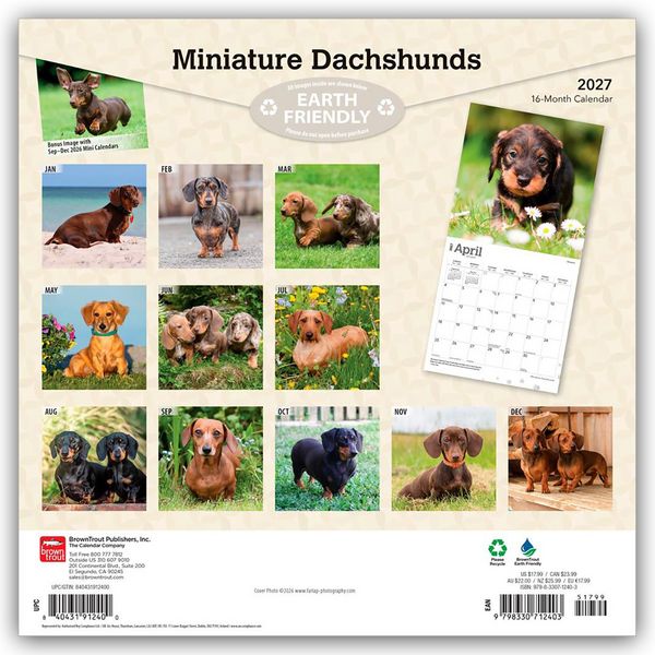 Produktbild: Miniature Dachshunds &ndash; Zwergdackel 2027 &ndash; 16-Monatskalender