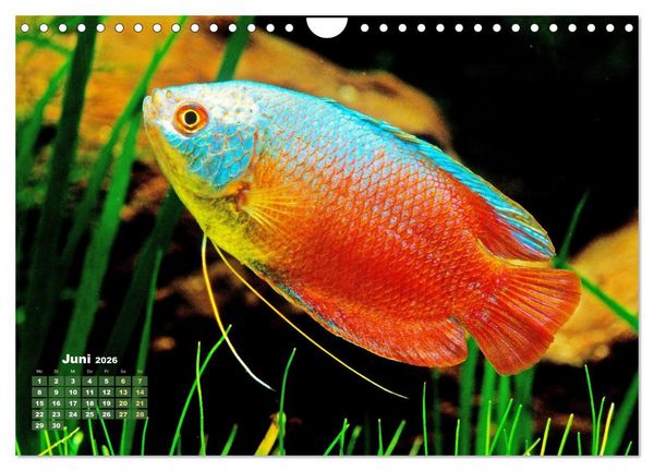 Produktbild: Glanz im Aquarium: S&uuml;&szlig;wasserfische (Wandkalender 2026 DIN A4 quer), CALVENDO Monatskalender
