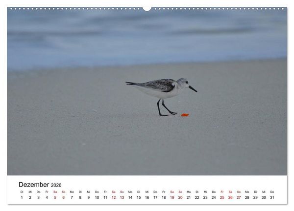 Produktbild: M&ouml;wen am Meer (hochwertiger Premium Wandkalender 2026 DIN A2 quer), Kunstdruck in Hochglanz
